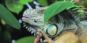 Kráľovná na Dunaji - Budapešť a návšteva ZOO