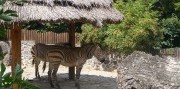 Zájazd do Bojníc - zámok a ZOO