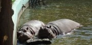 Kráľovná na Dunaji - Budapešť a návšteva ZOO