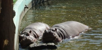 Kráľovná na Dunaji - Budapešť a návšteva ZOO