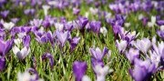 Kvitnúce krokusy v Chocholovskej doline a relax v termáloch