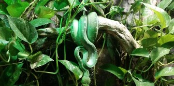 Zájazd do Budapešti s návštevou Tropicaria Oceanaria
