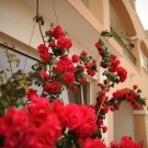 Villa Jelavić