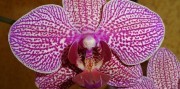 Výstava orchideí Klosterneuburg a kláštor augustiánov