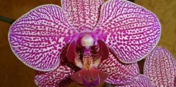 Výstava orchideí Klosterneuburg a kláštor augustiánov