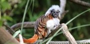 Deň na zámku Herberstein s návštevou ZOO