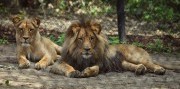 Zájazd do Brna s návštevou ZOO