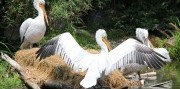 Deň na zámku Herberstein s návštevou ZOO