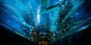 Zájazd do Budapešti s návštevou Tropicaria Oceanaria