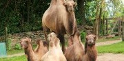 Deň na zámku Herberstein s návštevou ZOO