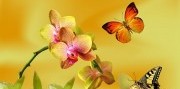 Výstava orchideí Klosterneuburg a kláštor augustiánov