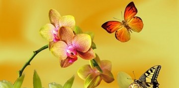 Výstava orchideí Klosterneuburg a kláštor augustiánov
