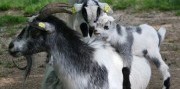 Deň na zámku Herberstein s návštevou ZOO